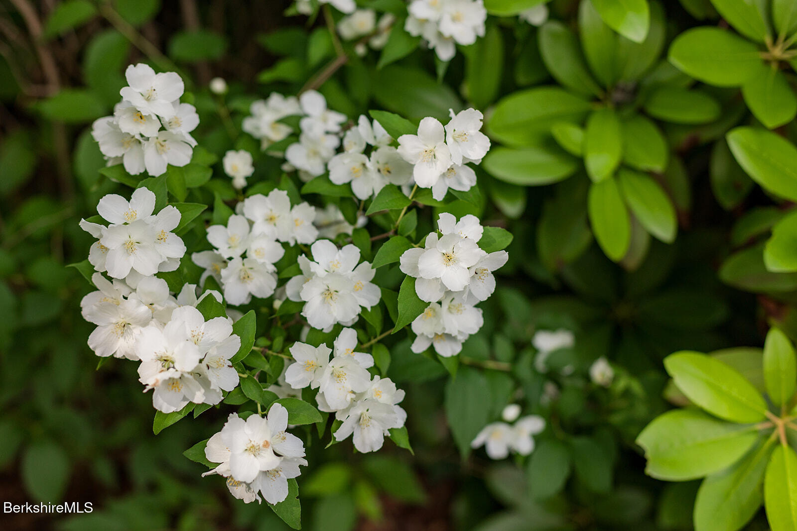 99 Beartown Mountain Road Monterey, MA 01245 - Photo 54 of 60 0147_Beartown_Mountain_Tricia_McCormack_