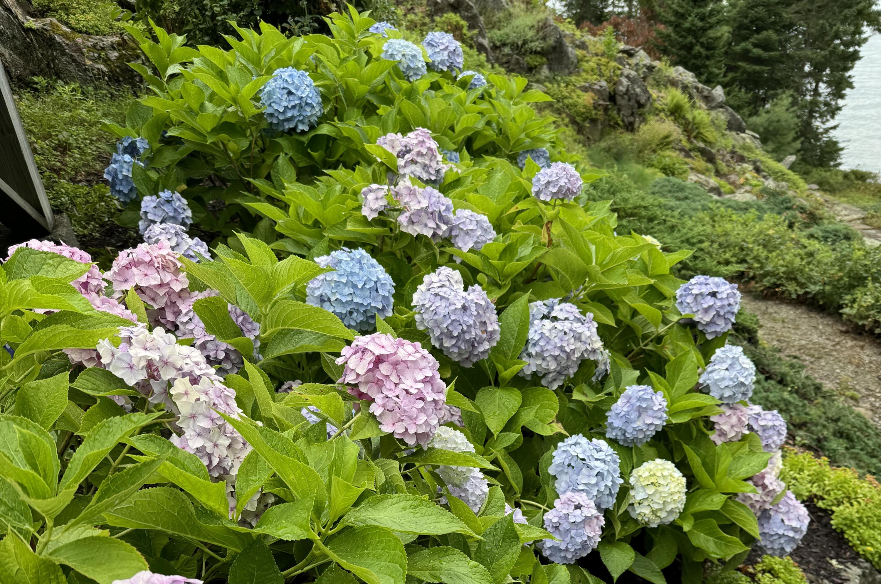 36 Roxmont Road Rockport, ME 04856 - Photo 6 of 50 36 Roxmont Gardens