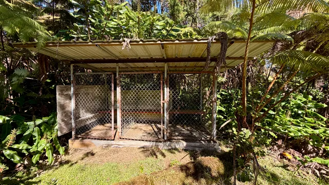 a view of a tree in a garden