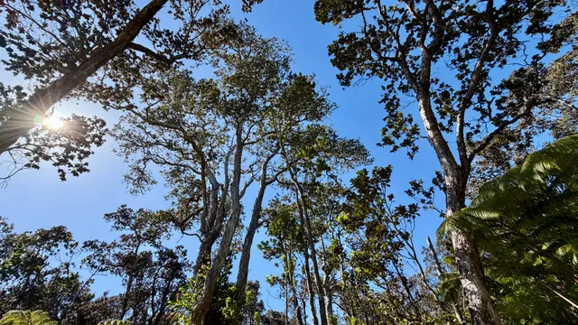 $295,000 | 113772 A Ala Ohia Street, Volcano, HI 96785