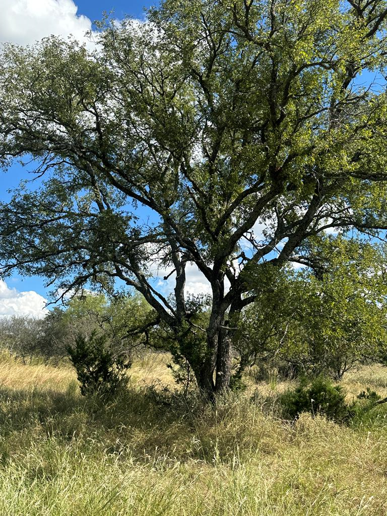 1981 Kothmann Road Art, TX 76820 - Photo 1 of 10 Main View