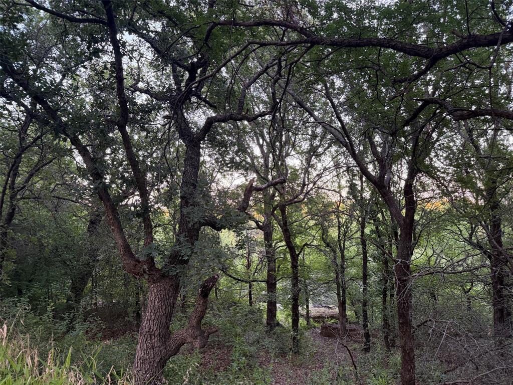 150 Timberidge Lake Road Graham, TX 76450 - Photo 20 of 25 a view of a forest