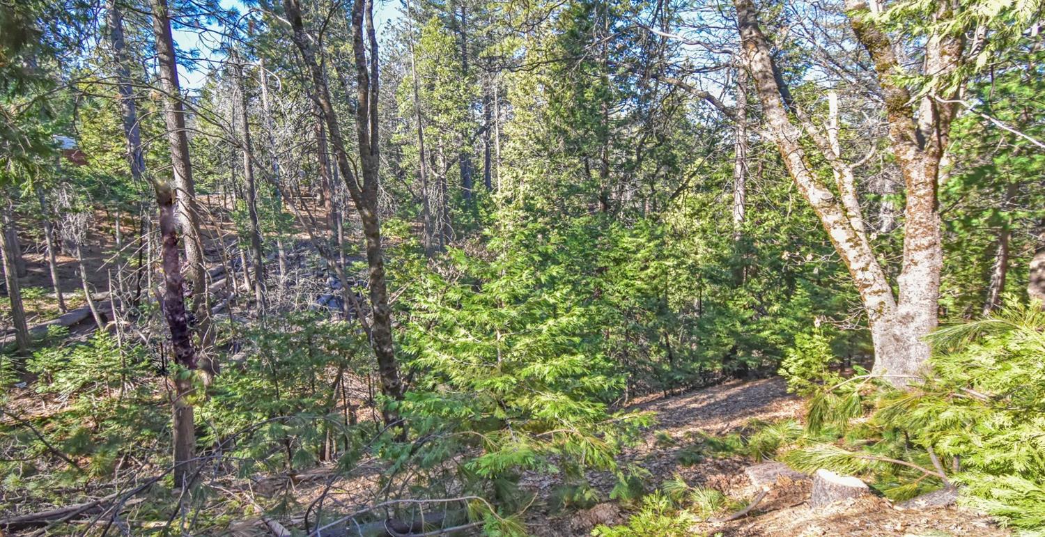a view of a yard with plants and trees