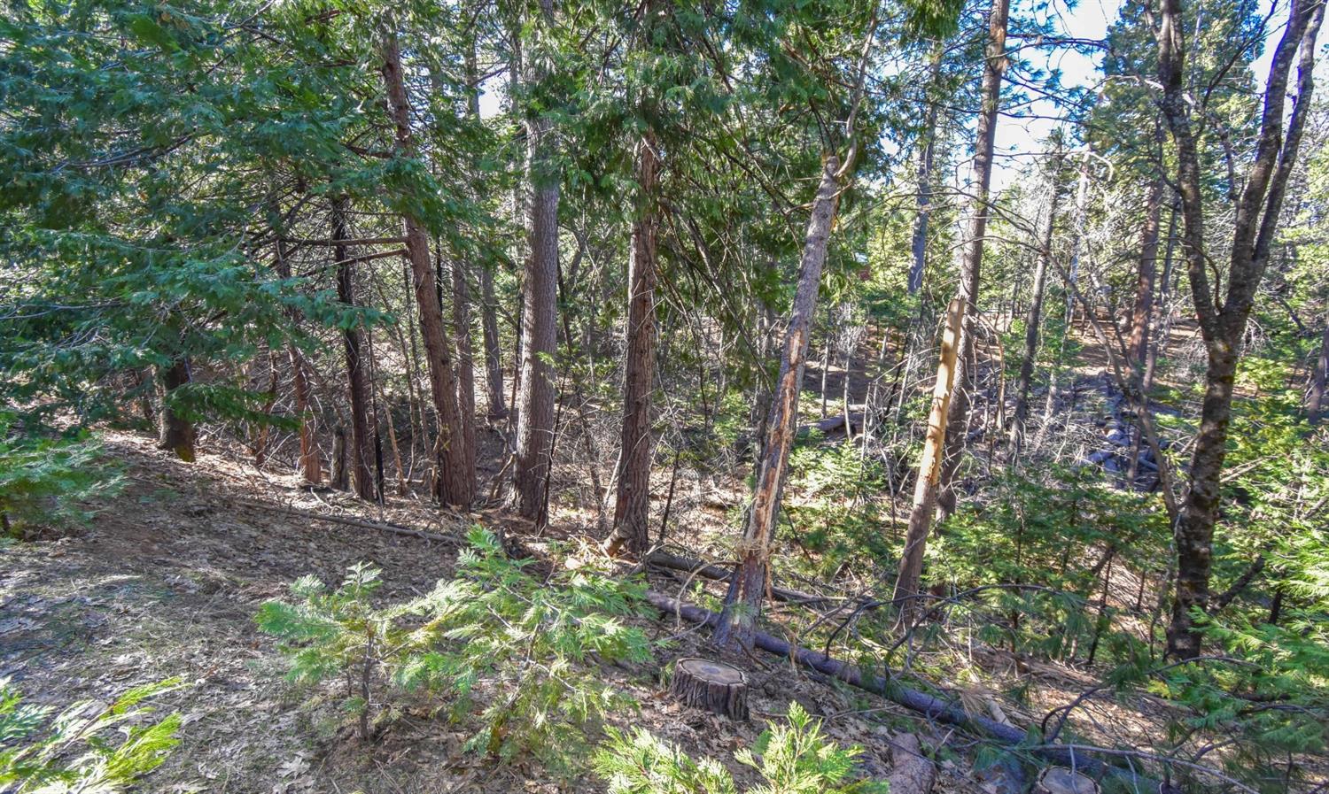 24184 Awahanee Road Sonora, CA 95370 - Photo 12 of 21 a view of forest