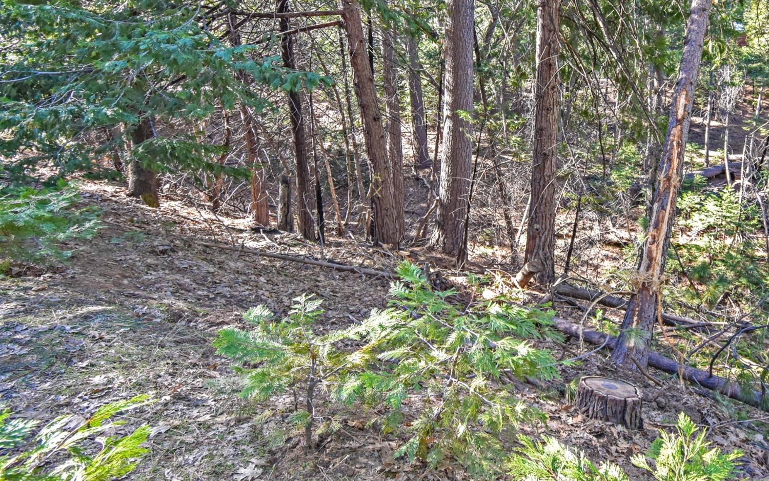 24184 Awahanee Road Sonora, CA 95370 - Photo 13 of 21 a backyard of a house with lots of green space