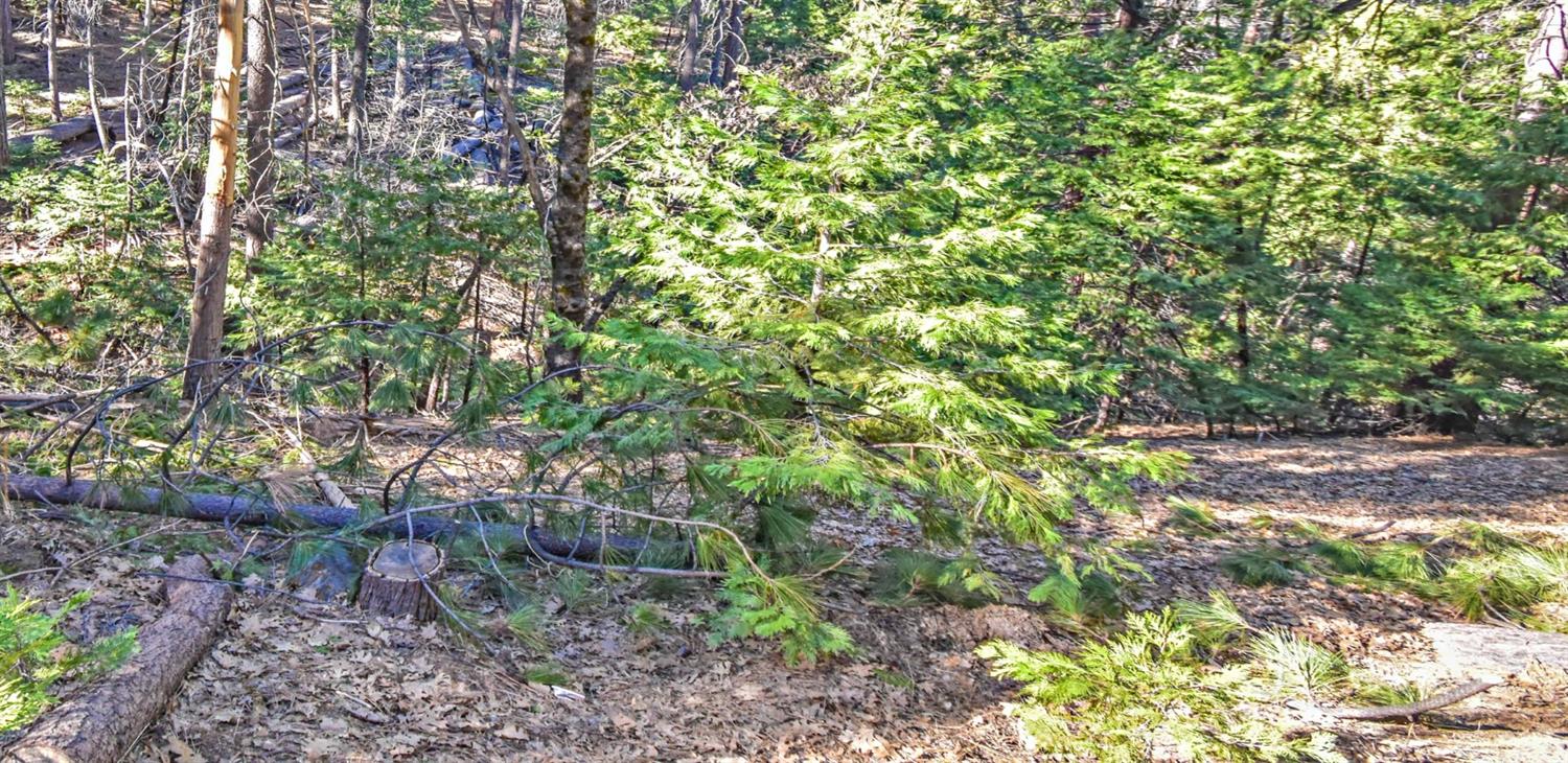 24184 Awahanee Road Sonora, CA 95370 - Photo 14 of 21 a backyard of a house with lots of plants