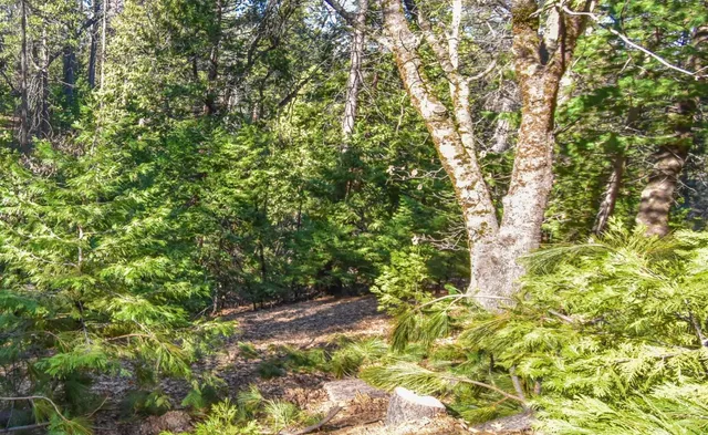 a view of a yard with plants and large trees