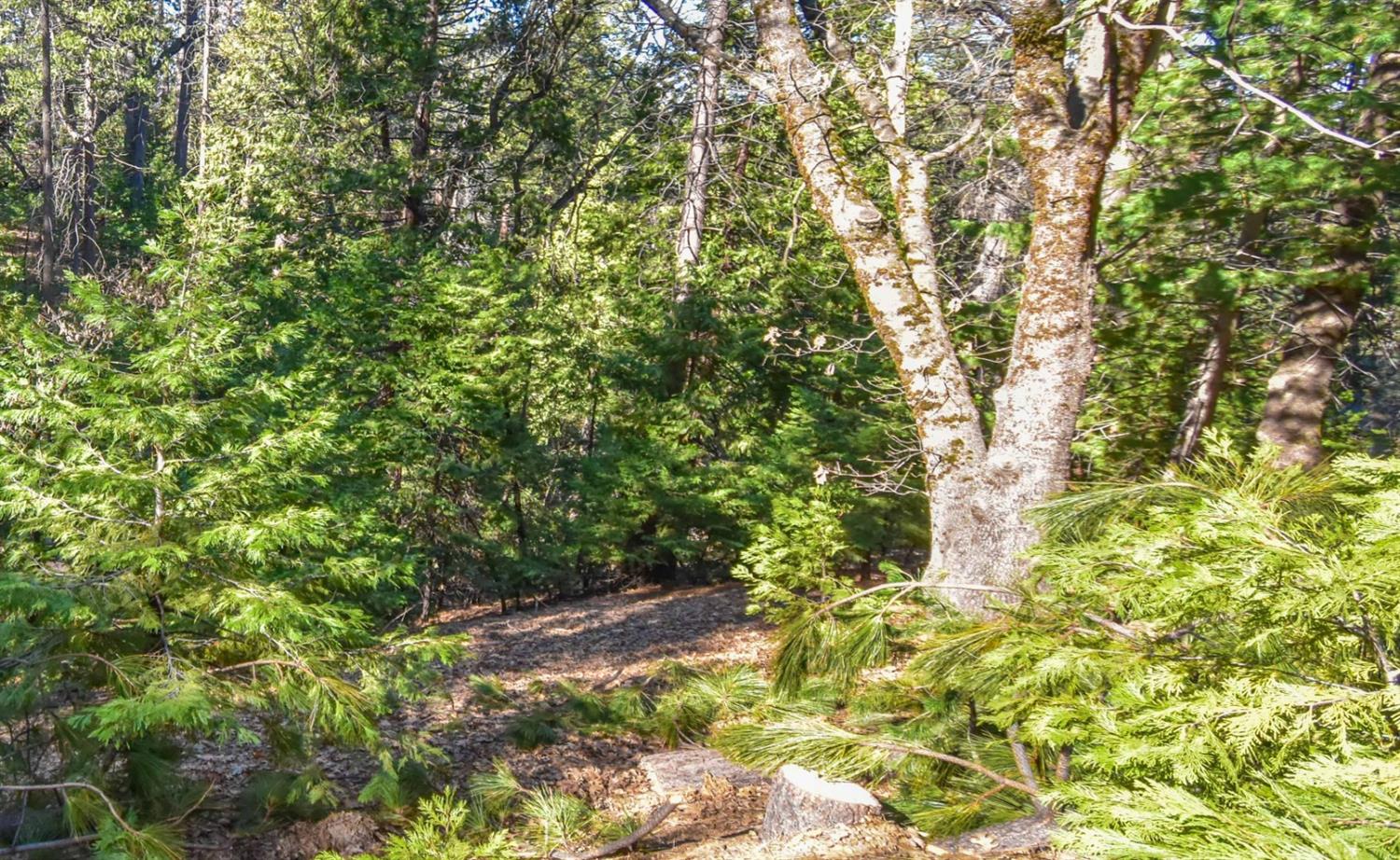 24184 Awahanee Road Sonora, CA 95370 - Photo 15 of 21 a view of a yard with plants and large trees