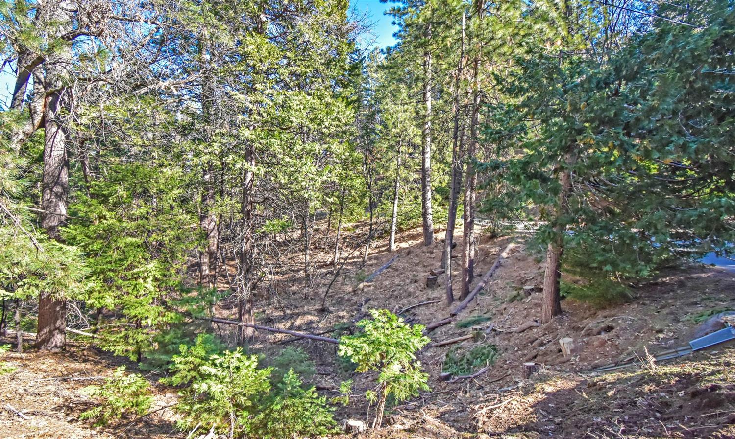 24184 Awahanee Road Sonora, CA 95370 - Photo 16 of 21 a view of a forest with trees