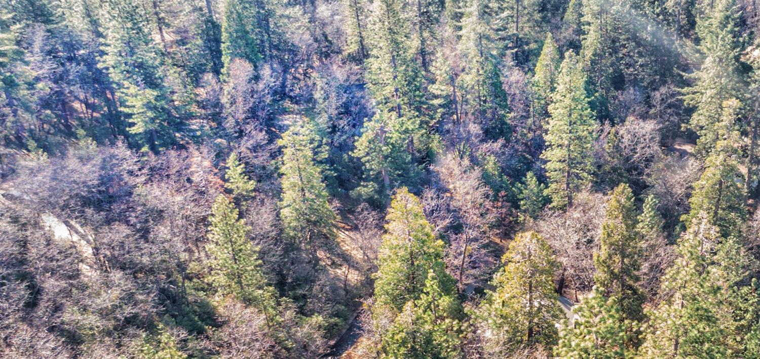 24184 Awahanee Road Sonora, CA 95370 - Photo 3 of 21 a close up of a tree