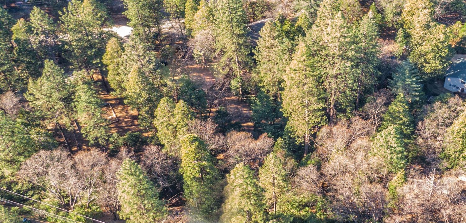 24184 Awahanee Road Sonora, CA 95370 - Photo 5 of 21 a view of a tree