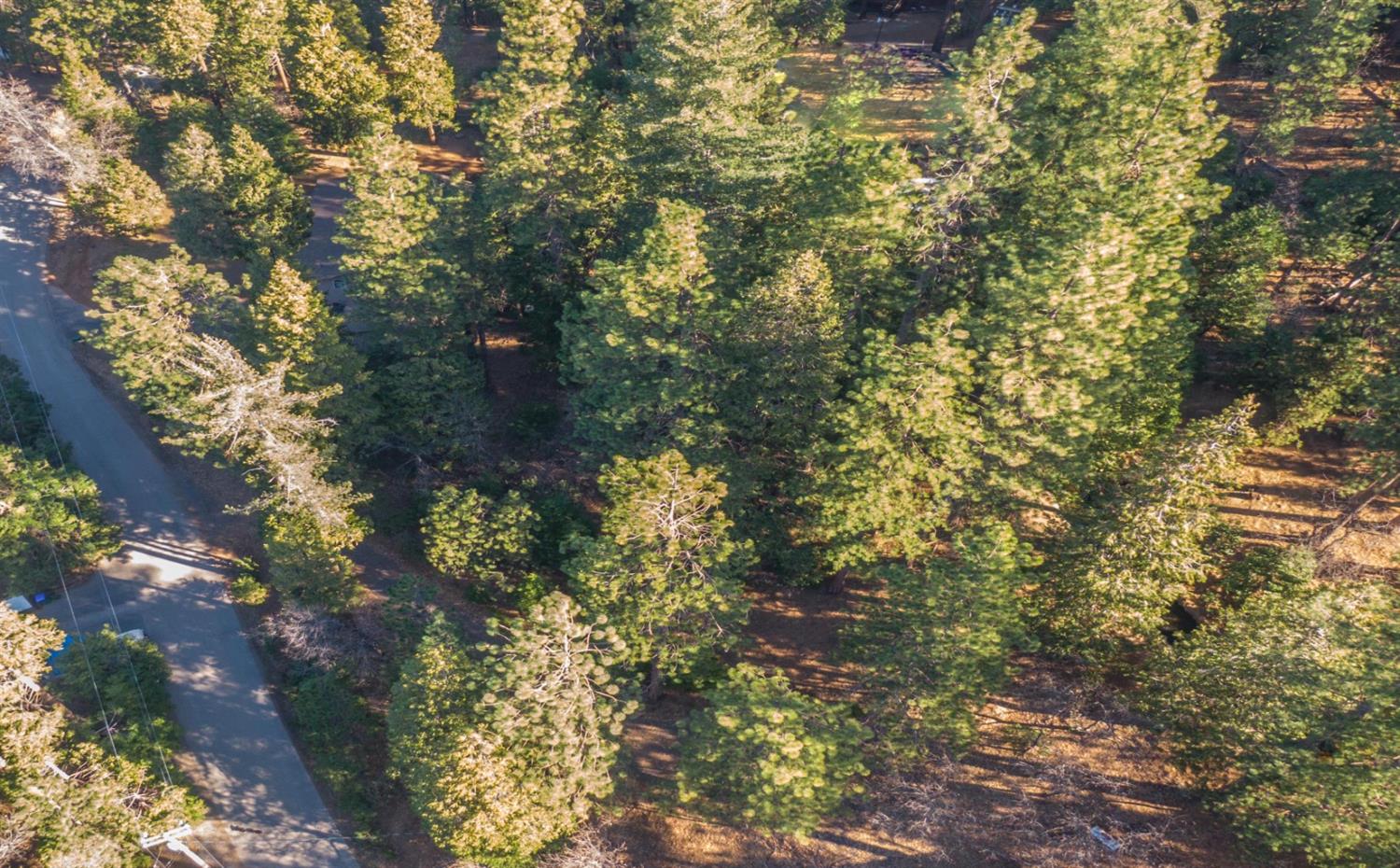 24184 Awahanee Road Sonora, CA 95370 - Photo 8 of 21 a picture of tree