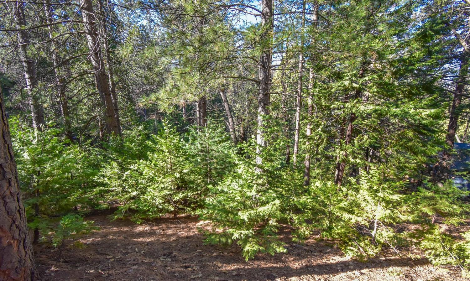 24184 Awahanee Road Sonora, CA 95370 - Photo 9 of 21 a view of a yard with plants and trees