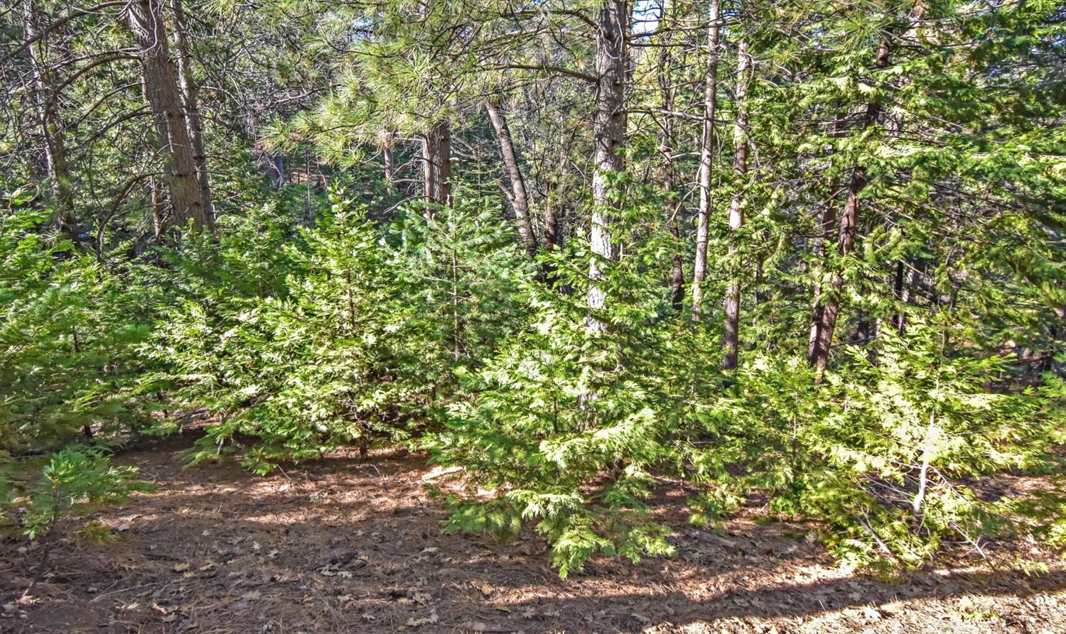 24184 Awahanee Road Sonora, CA 95370 - Photo 10 of 21 a view of a yard with plants and trees