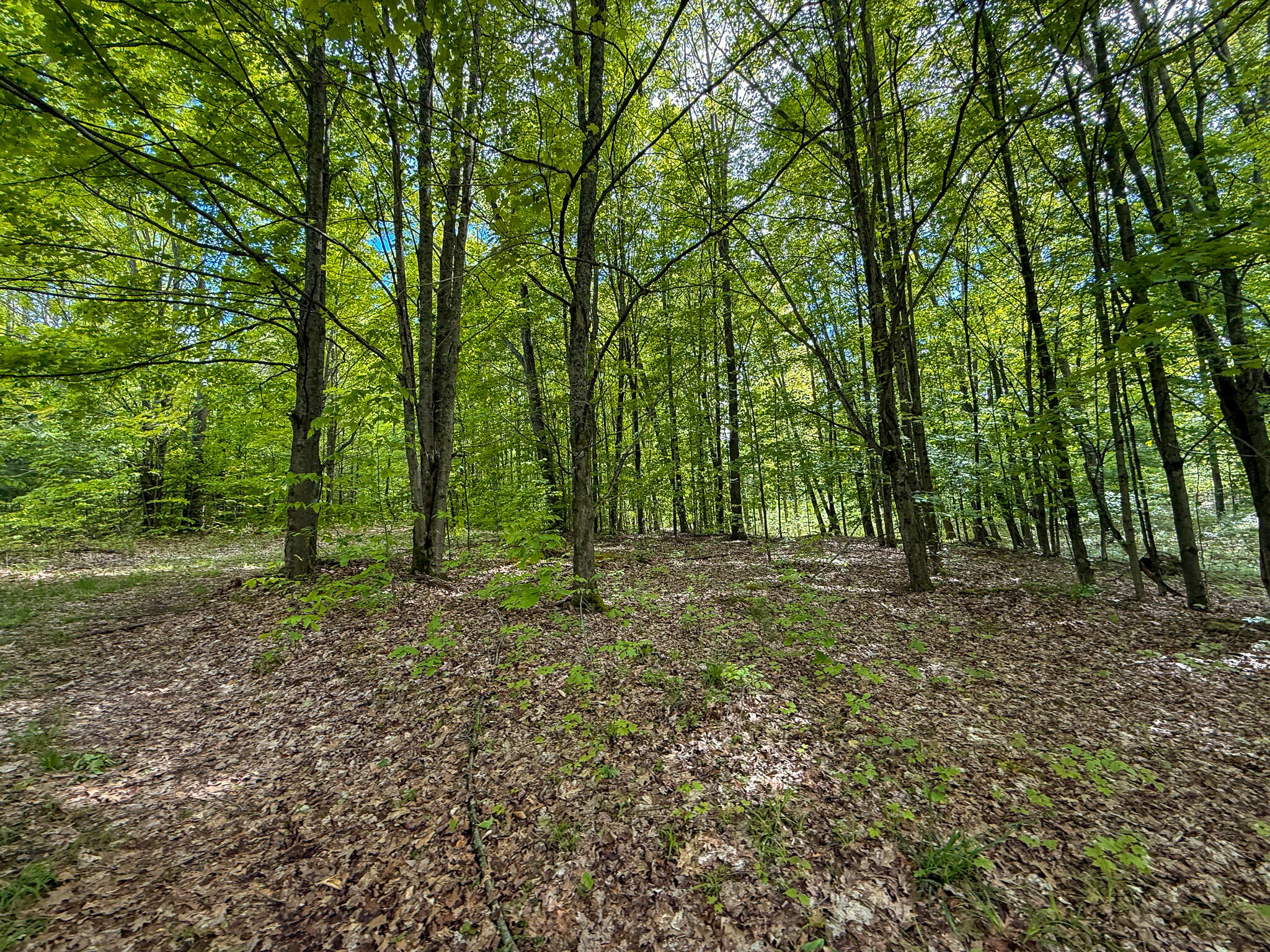 V/l South Deer Lake Road Reed City, MI 49677 - Photo 6 of 10 IMG_4091