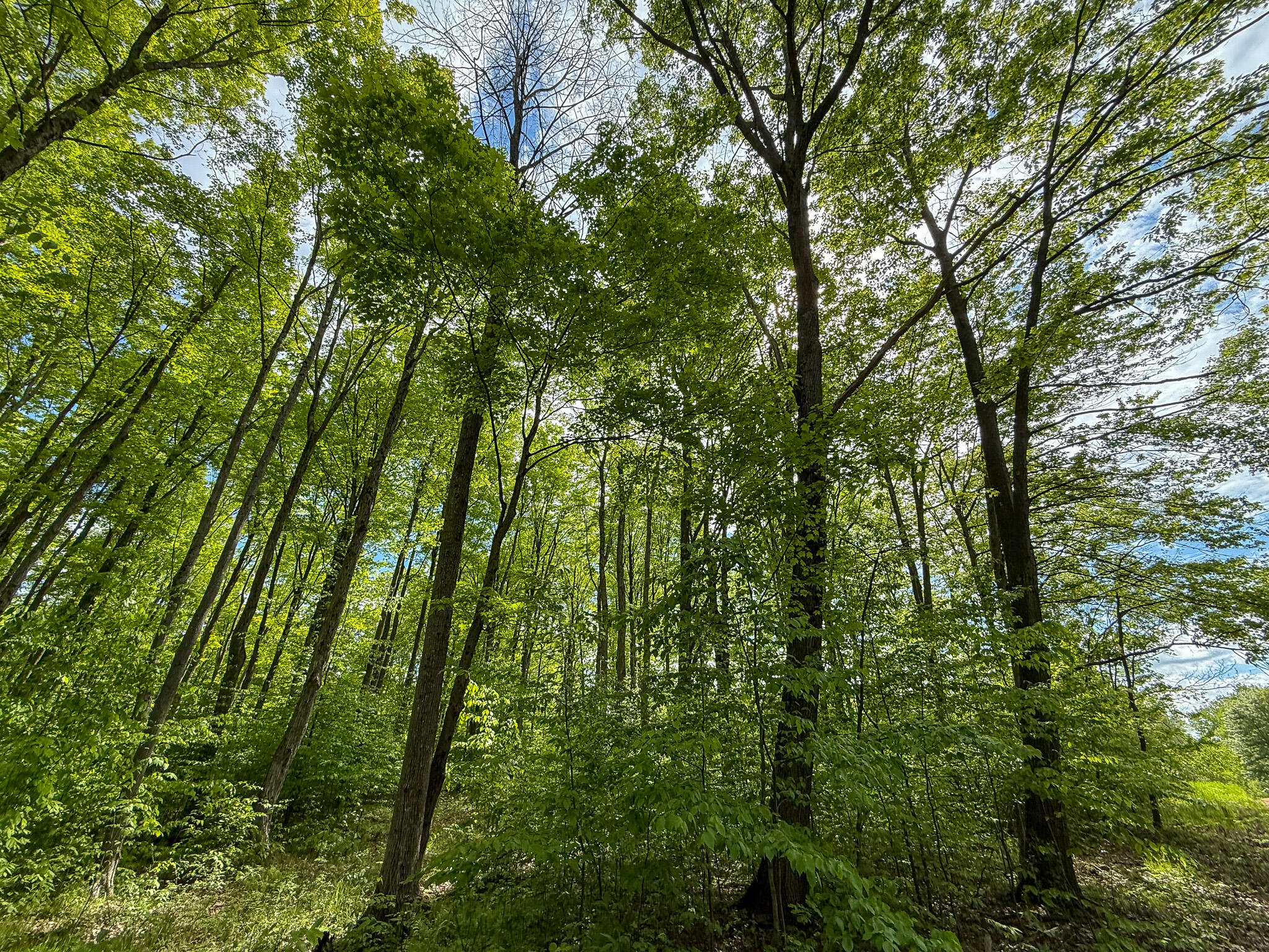 V/l South Deer Lake Road Reed City, MI 49677 - Photo 7 of 10 IMG_4085