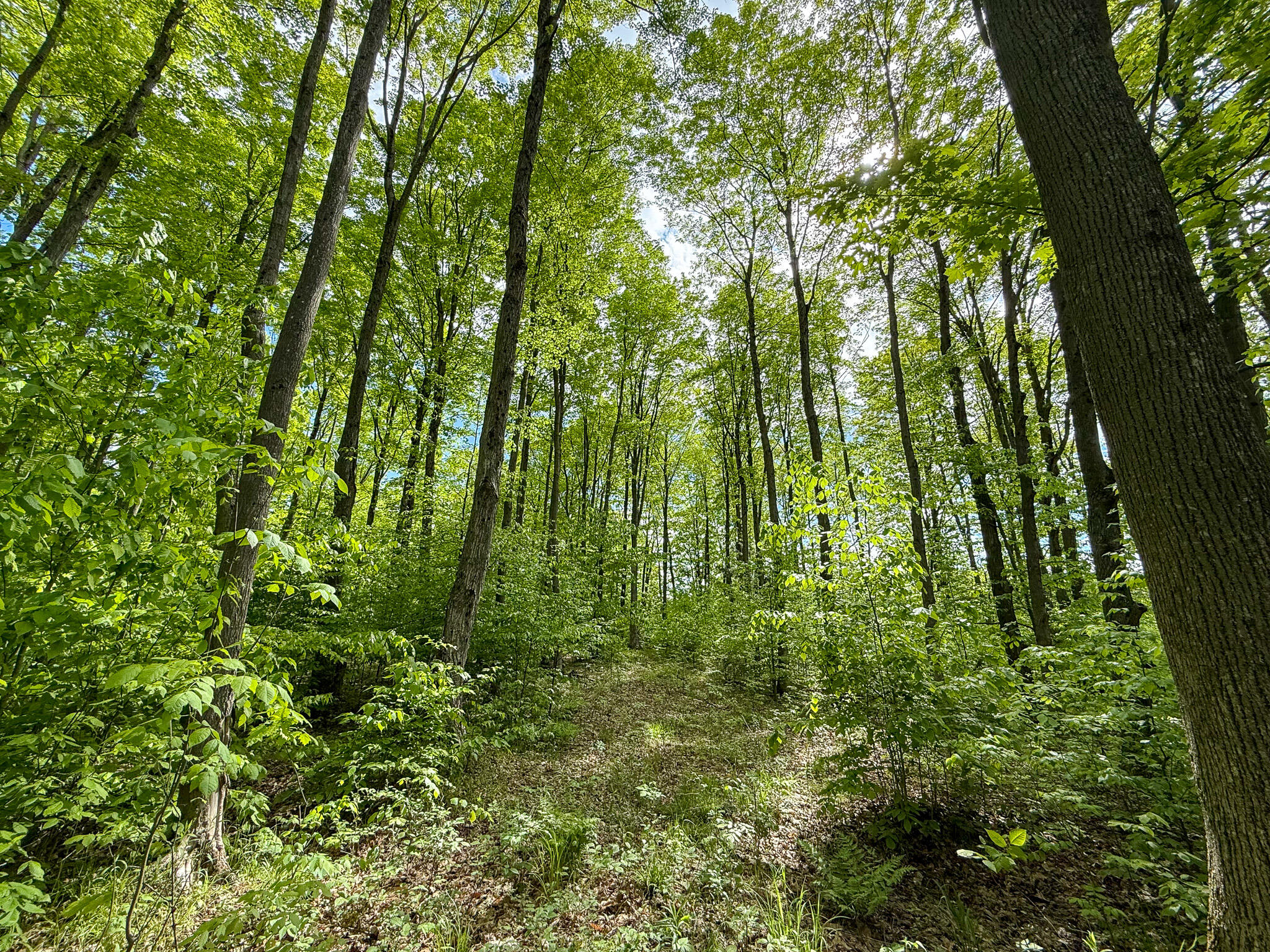 V/l South Deer Lake Road Reed City, MI 49677 - Photo 8 of 10 IMG_4086