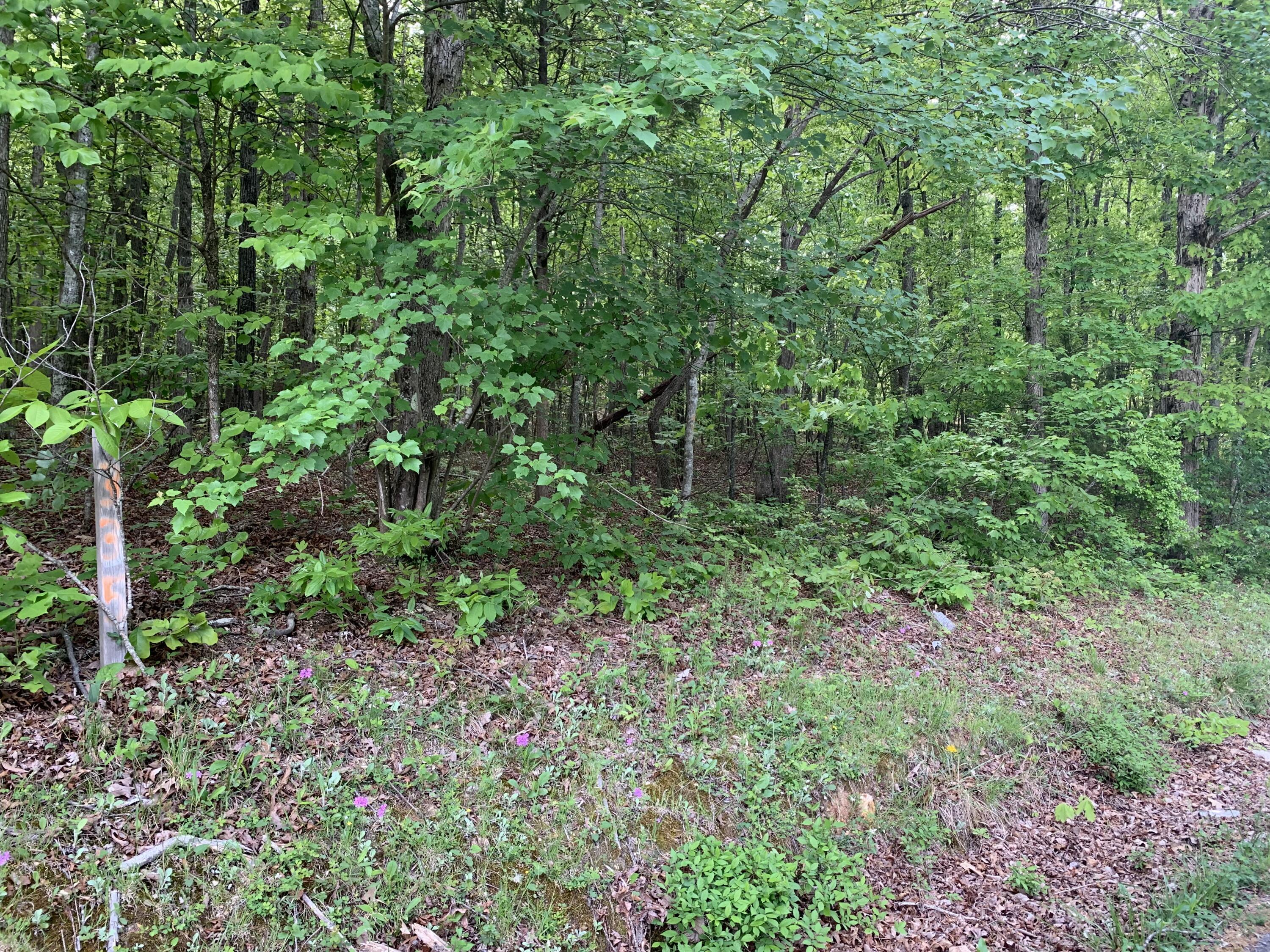 335 Branham Hollow Road Ten Mile, TN 37880 - Photo 17 of 18 IMG_3511