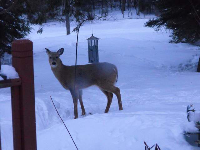 W10570 Bluebell Road Antigo, WI 54409 - Photo 12 of 20 Gallery Image 12