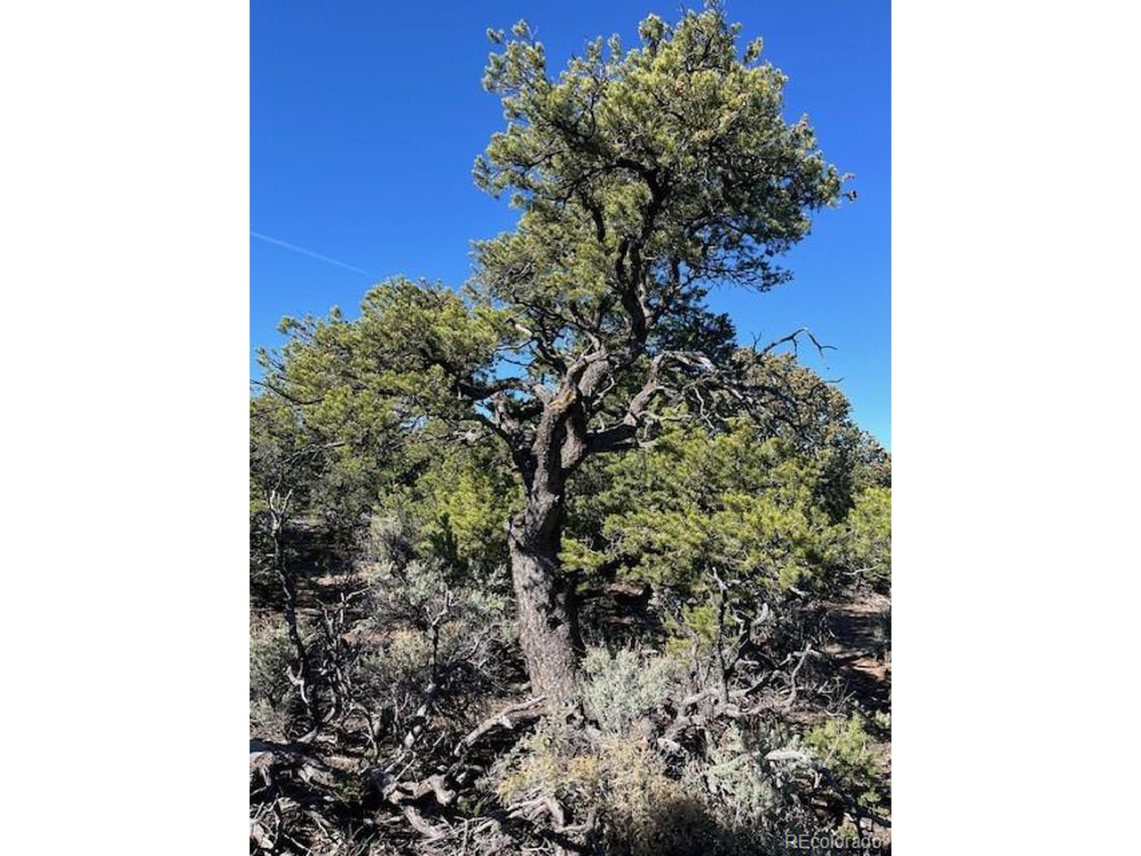 4 Elk Park Road San Luis, CO 81152 - Photo 23 of 30 Lots of beautiful mature trees.