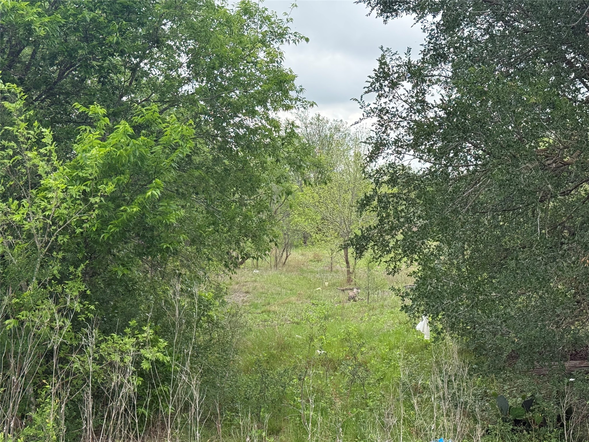 A verdant landscape with mature trees and a grassy expanse
