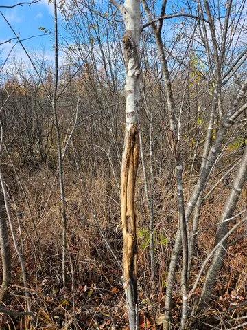 $24,400 | Hwy Pp Wittenberg Wi 54486, Wittenberg, WI 54499