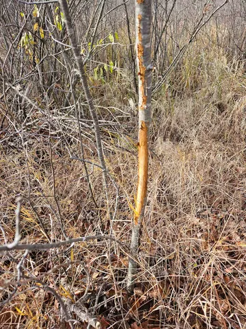 $24,400 | Hwy Pp Wittenberg Wi 54486, Wittenberg, WI 54499