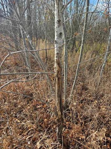 $24,400 | Hwy Pp Wittenberg Wi 54486, Wittenberg, WI 54499