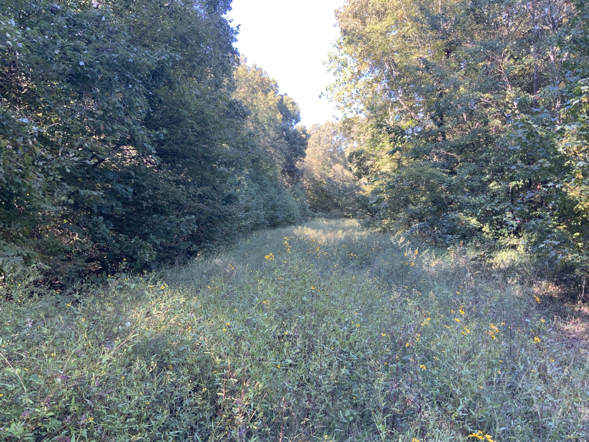 0 Ross Road McKenzie, TN 38201 - Photo 13 of 30 a view of a forest with trees in the background
