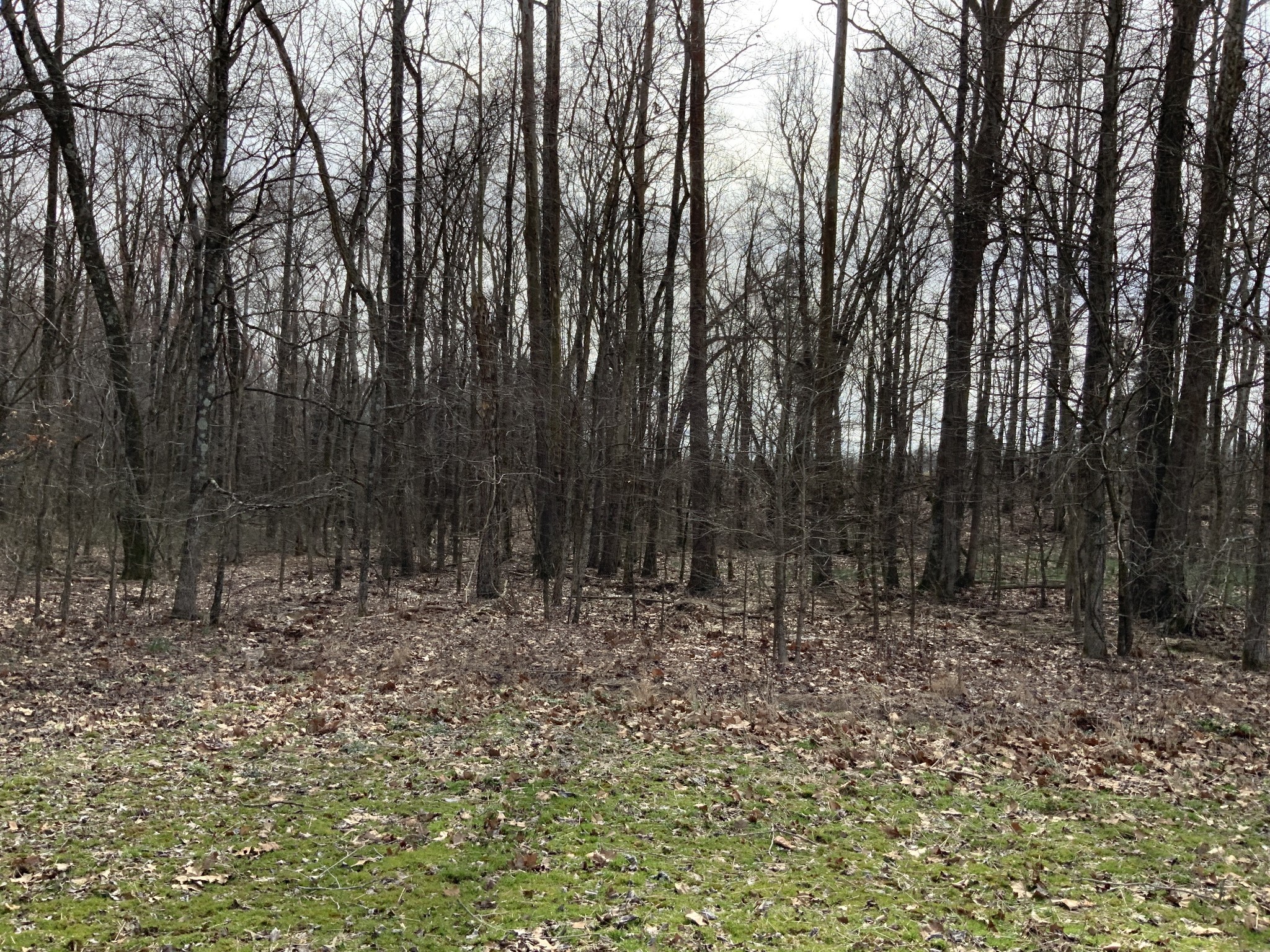 0 Ross Road McKenzie, TN 38201 - Photo 23 of 30 a view of a yard with trees