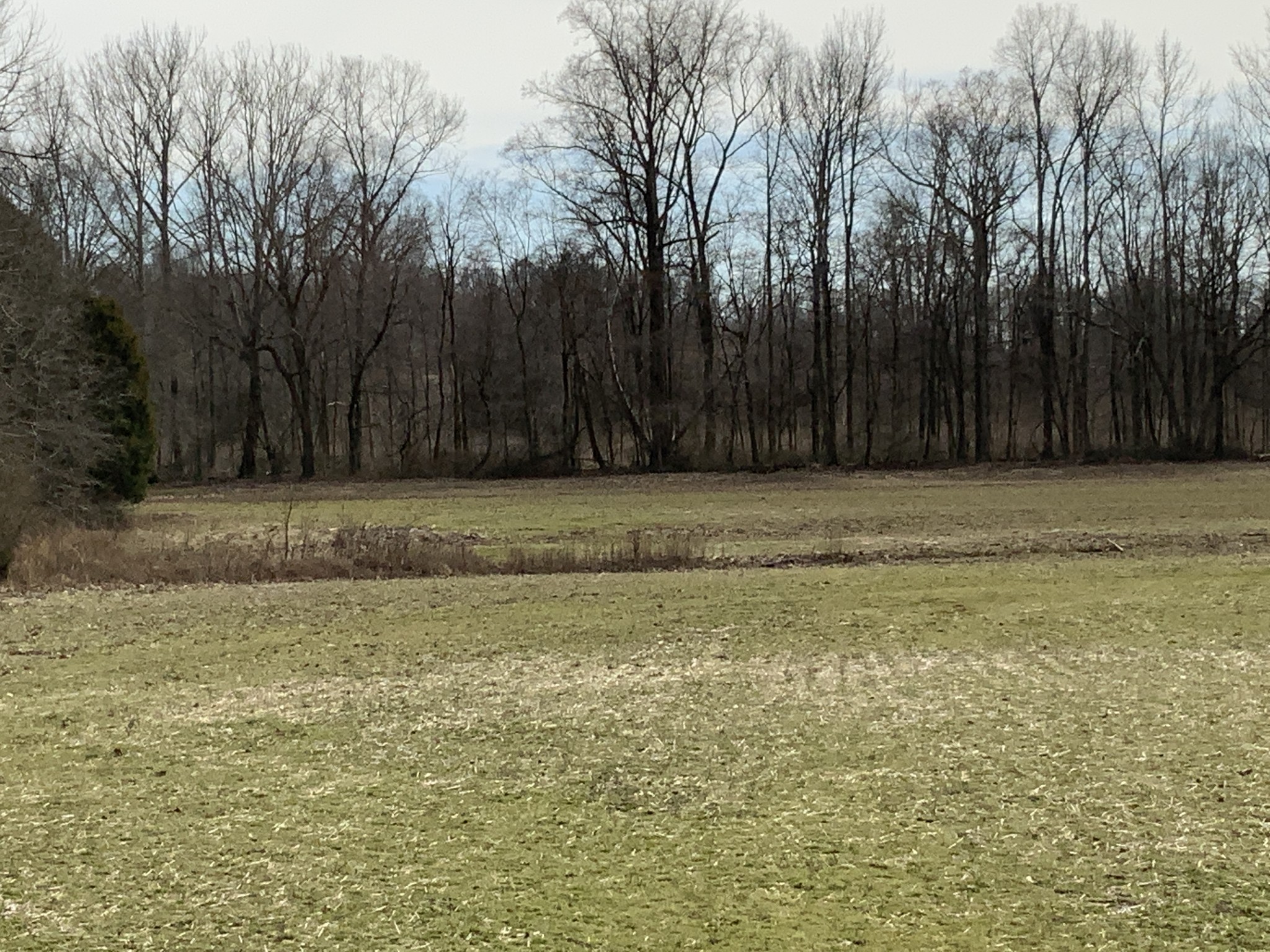 0 Ross Road McKenzie, TN 38201 - Photo 25 of 30 a view of a yard with large trees
