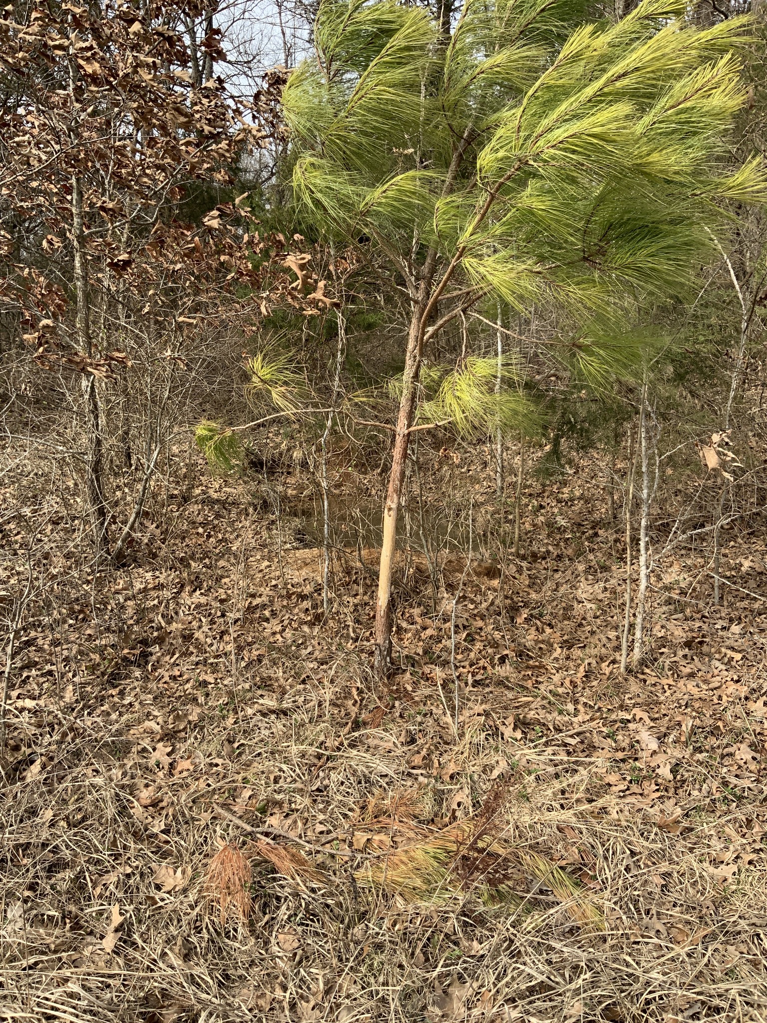 0 Ross Road McKenzie, TN 38201 - Photo 28 of 30