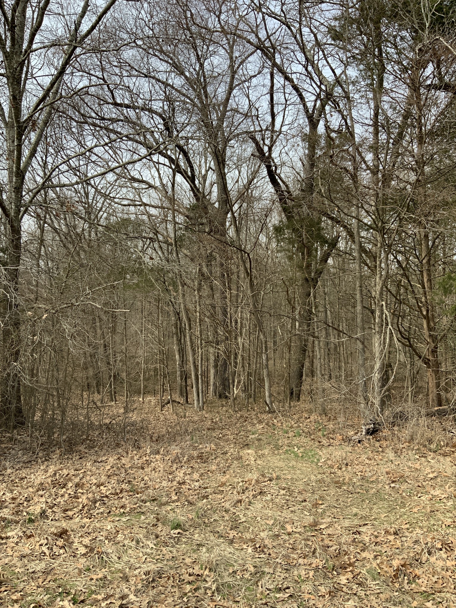 0 Ross Road McKenzie, TN 38201 - Photo 29 of 30 a view of wooden fence
