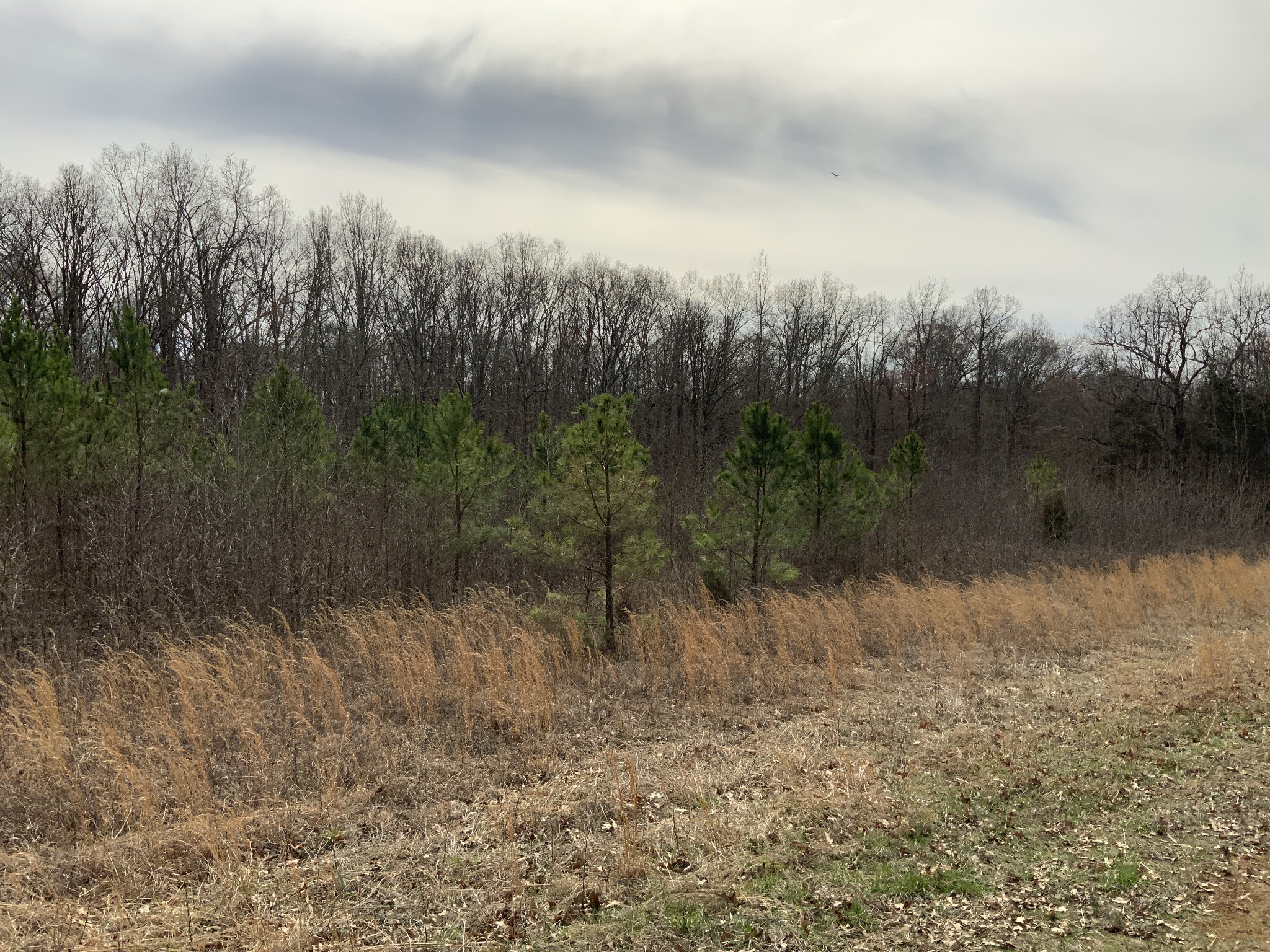 0 Ross Road McKenzie, TN 38201 - Photo 30 of 30 a view of a lake with trees in the background