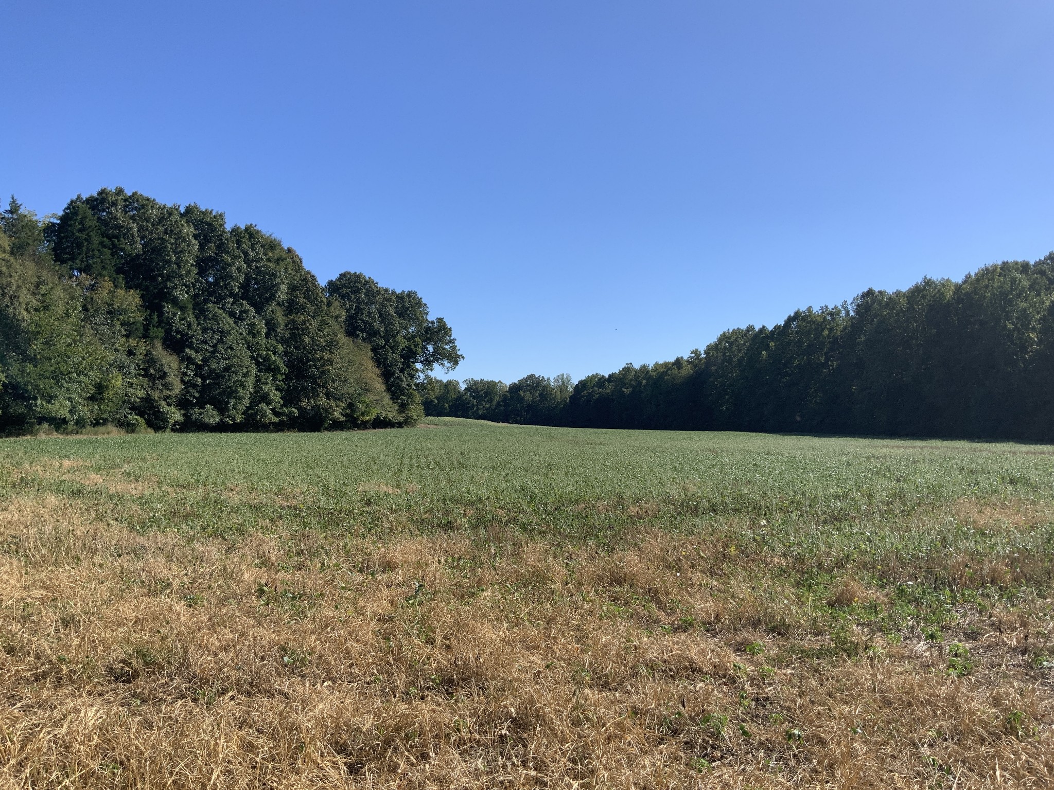 0 Ross Road McKenzie, TN 38201 - Photo 5 of 30 a view of a field with trees in background