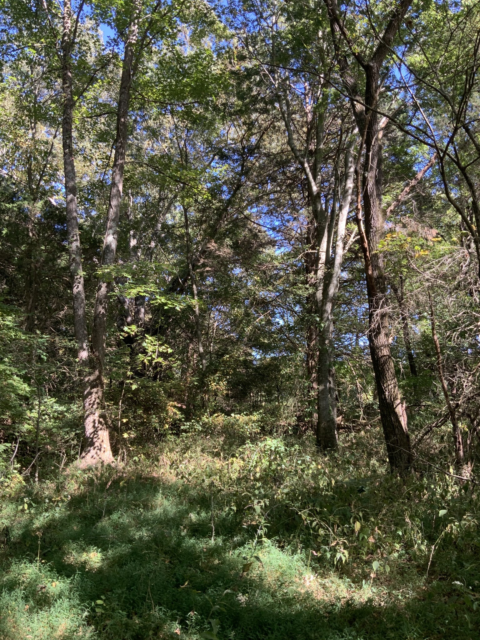 0 Ross Road McKenzie, TN 38201 - Photo 8 of 30 a view of a tree