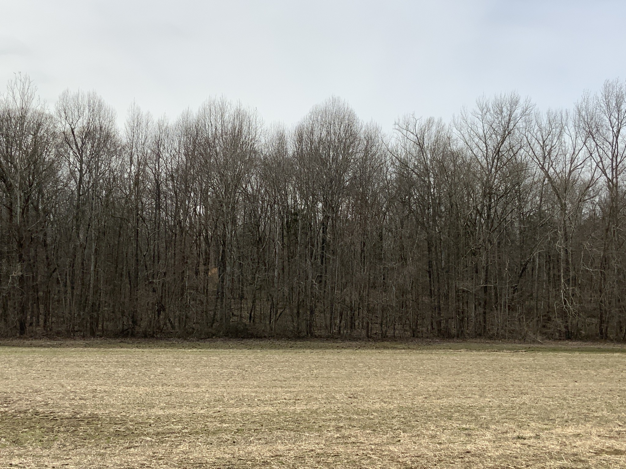 0 Ross Road McKenzie, TN 38201 - Photo 10 of 30 a view of a field
