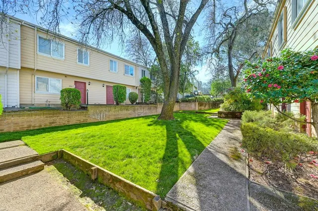 a view of a backyard with plants and large tree