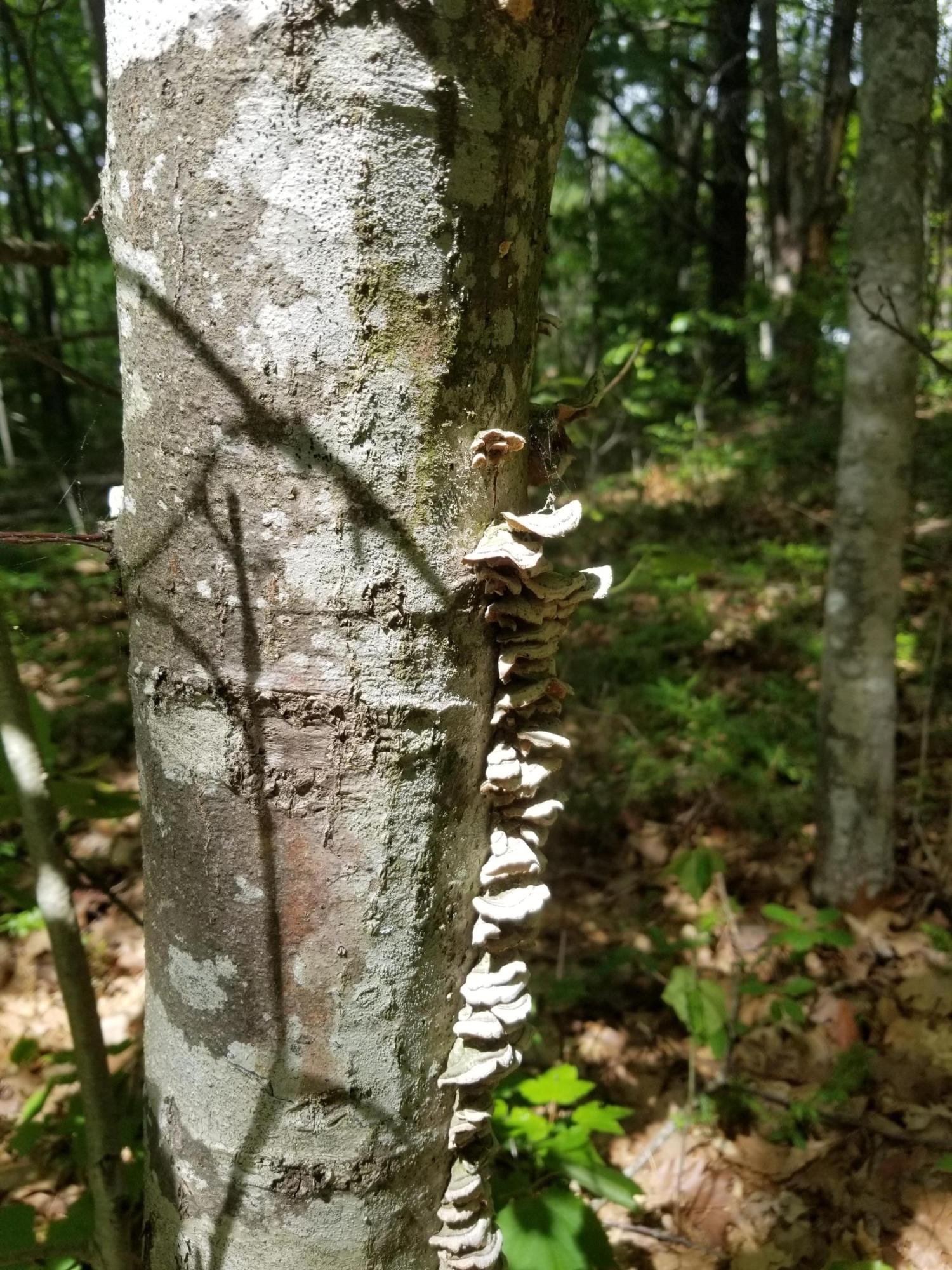 0 Ferry Road Westport Island, ME 04578 - Photo 26 of 26 20200615_144403