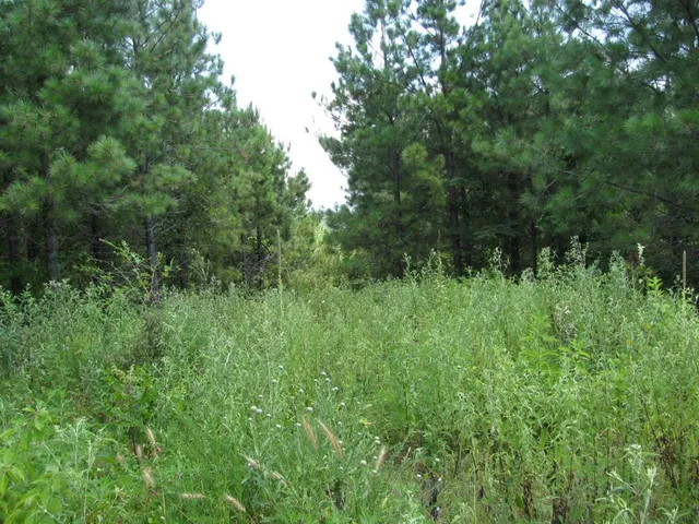 a view of a lush green forest with lots of trees