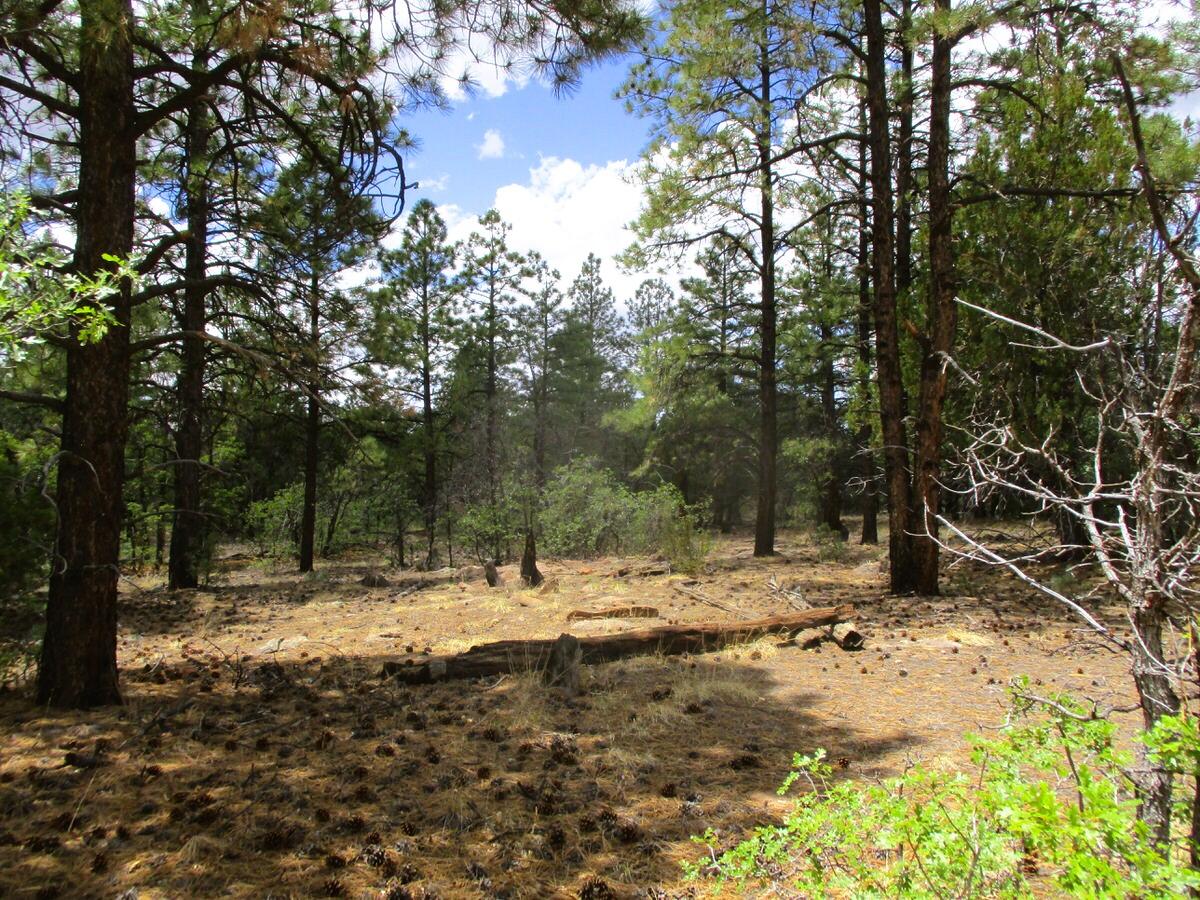 157 Forest Road Ramah, NM 87321 - Photo 42 of 71 Gallery Image 42