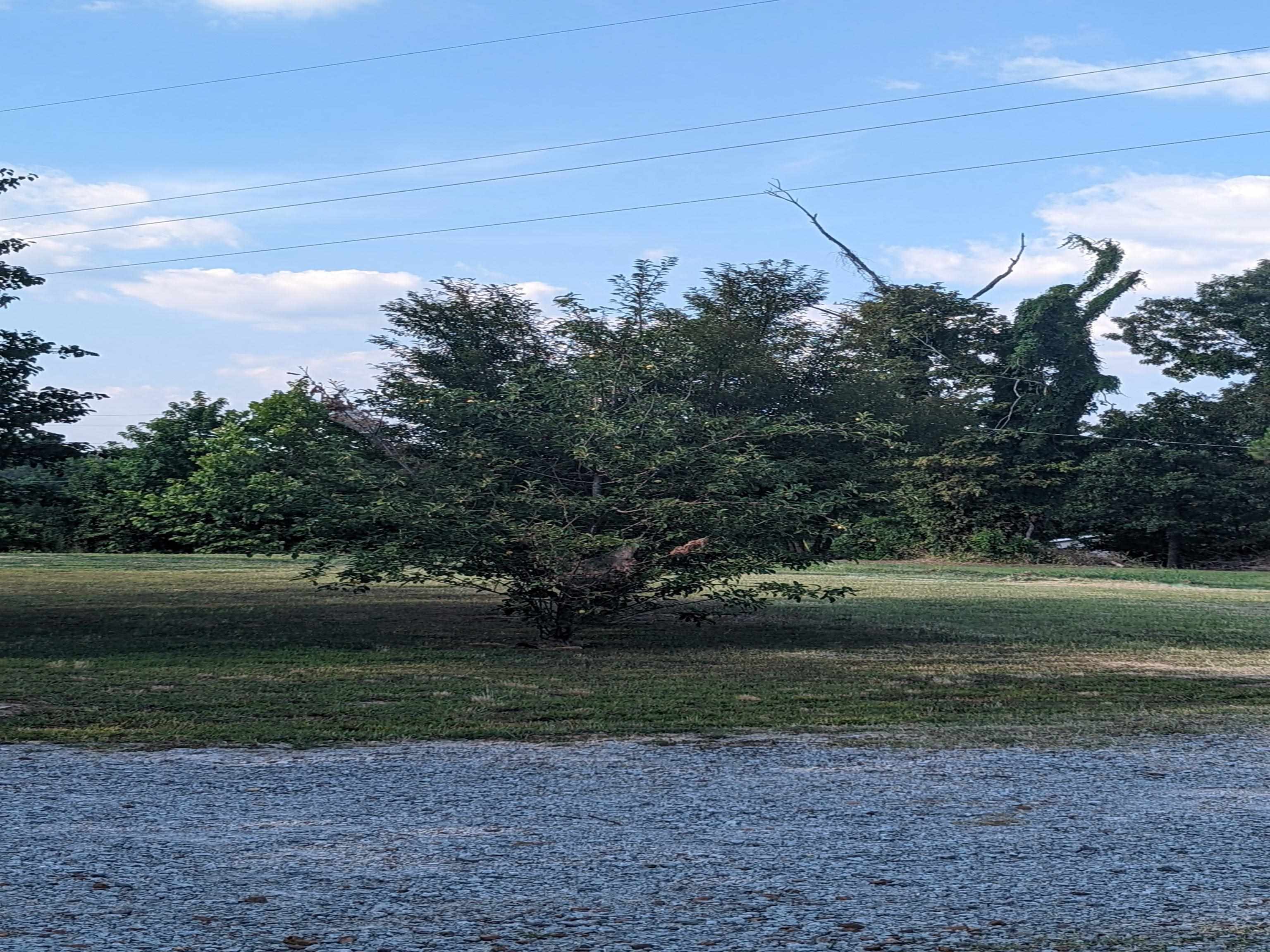 793 Robertson Road Mason, TN 38049 - Photo 21 of 23 a view of a yard