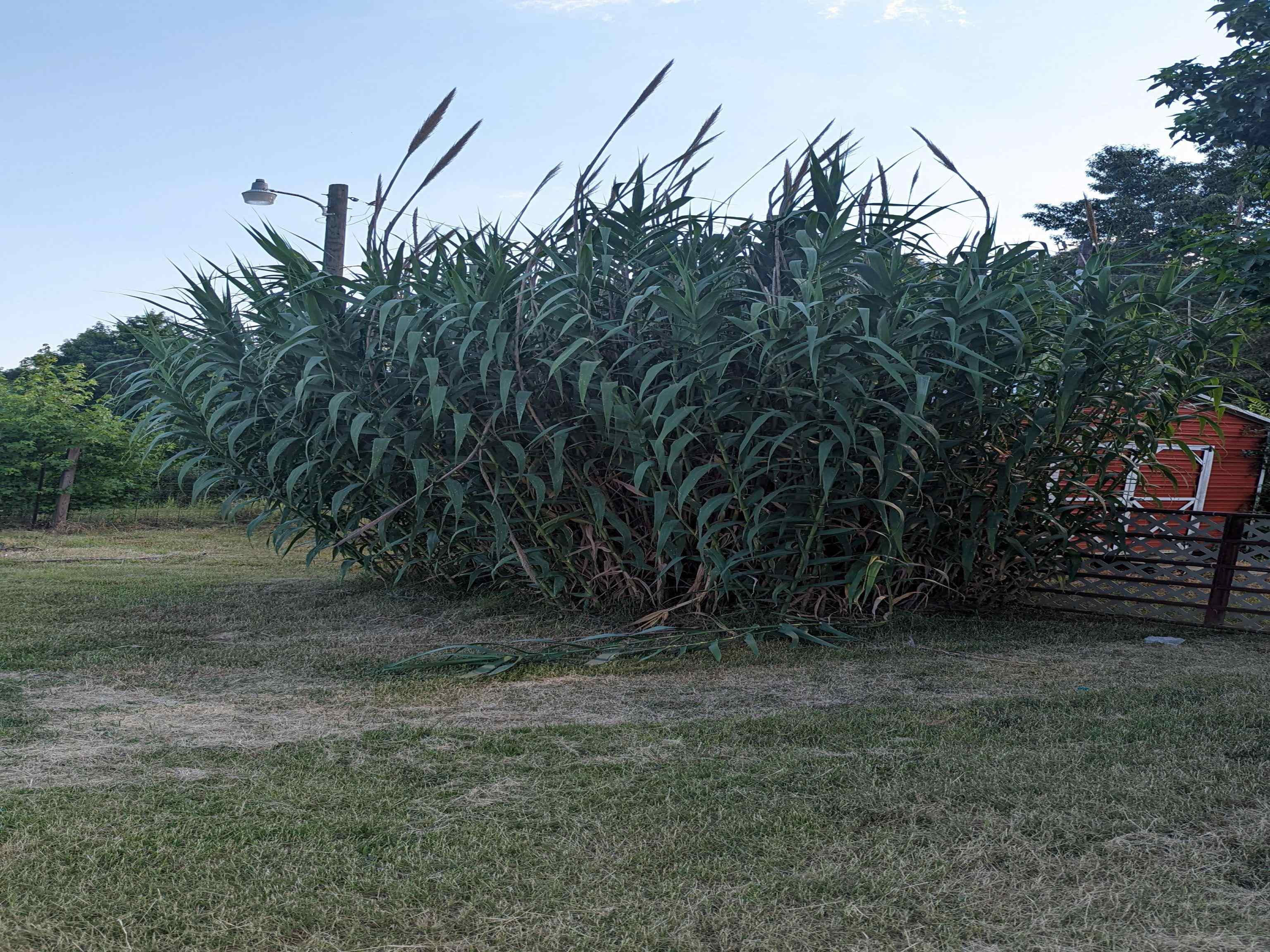 793 Robertson Road Mason, TN 38049 - Photo 22 of 23 a view of a yard with large trees