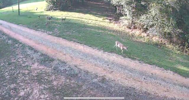 20259 Sylvest Road Franklinton, LA 70438 - Photo 29 of 33