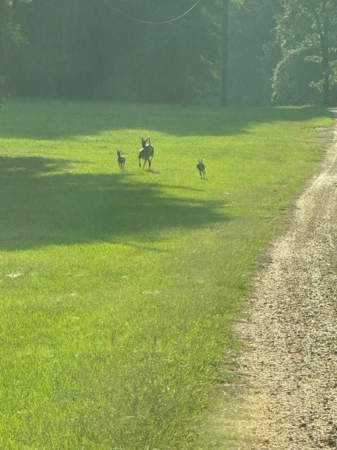 20259 Sylvest Road Franklinton, LA 70438 - Photo 30 of 33