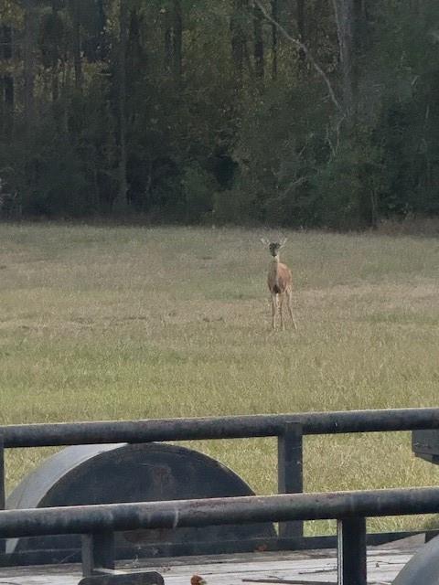 20259 Sylvest Road Franklinton, LA 70438 - Photo 31 of 33