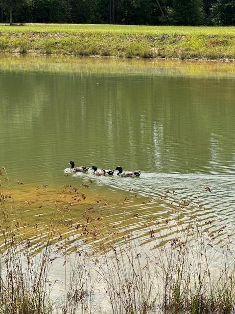 20259 Sylvest Road Franklinton, LA 70438 - Photo 32 of 33