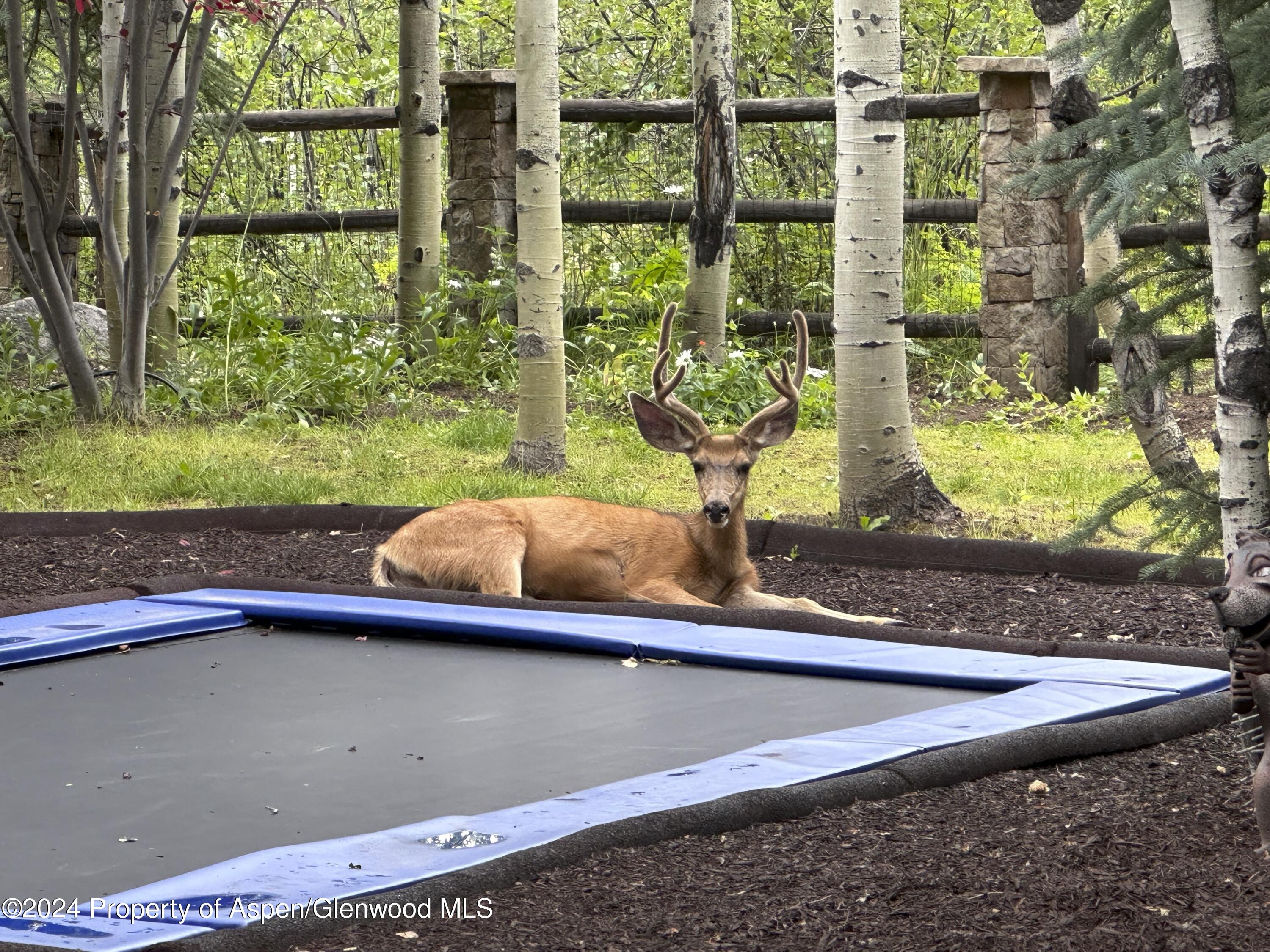 137 Westview Drive Aspen, CO 81611 - Photo 49 of 49 137 Westview Drive buck picture JPEG