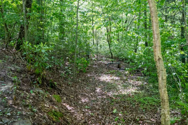 a view of a lush green forest