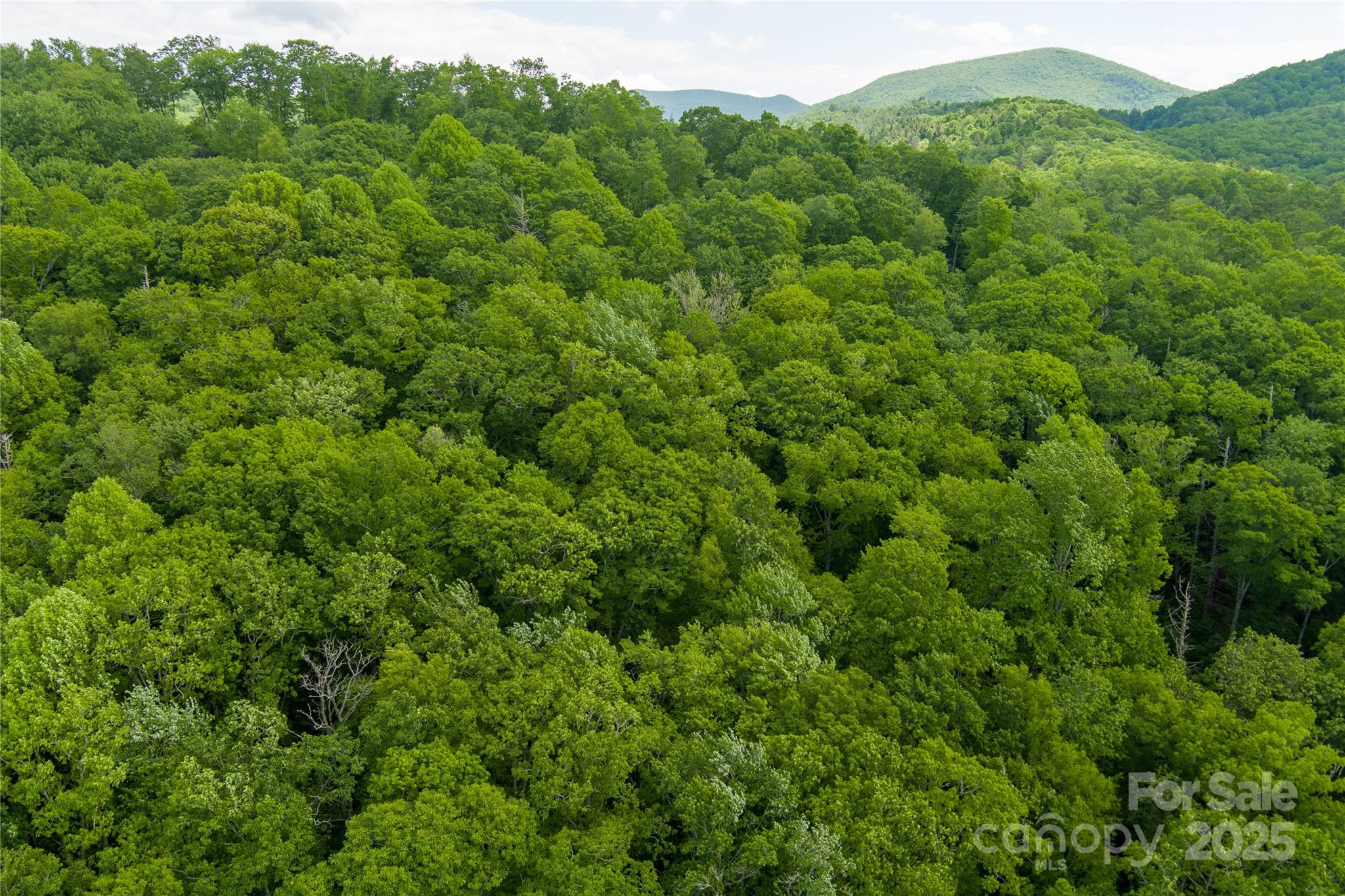 Tbd Memory Lane Cullowhee, NC 28723 - Photo 18 of 41 a view of a lush green forest with trees in the background